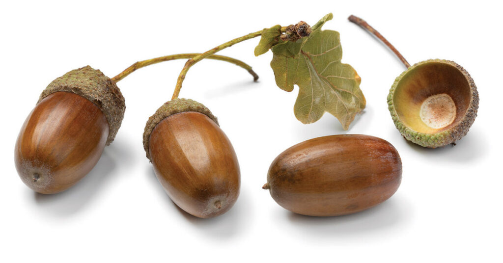 Three acorns